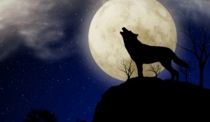wolf howling in front of full moon. 