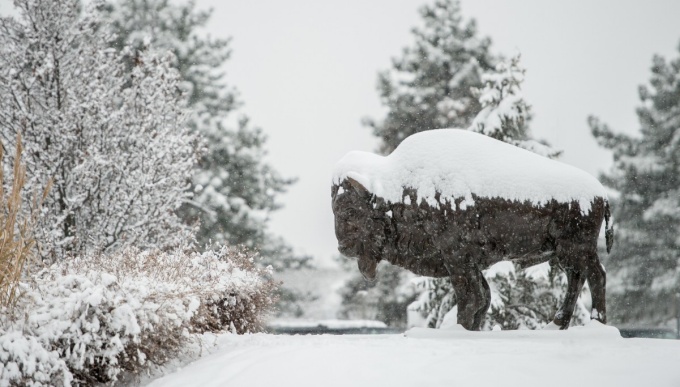 bronze buffalo statue on a snowy day. 