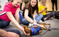 Libraries' exam week therapy dog with UB students. 