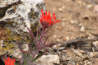 flower growing in red rock. 
