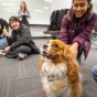 Students interact with a therapy dog. 