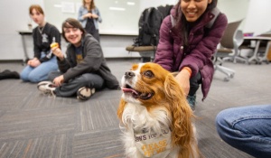 Zoom image: Another UB end-of-the-semester Libraries Stress Relief event featuring the SPCA Paws for Love program. 