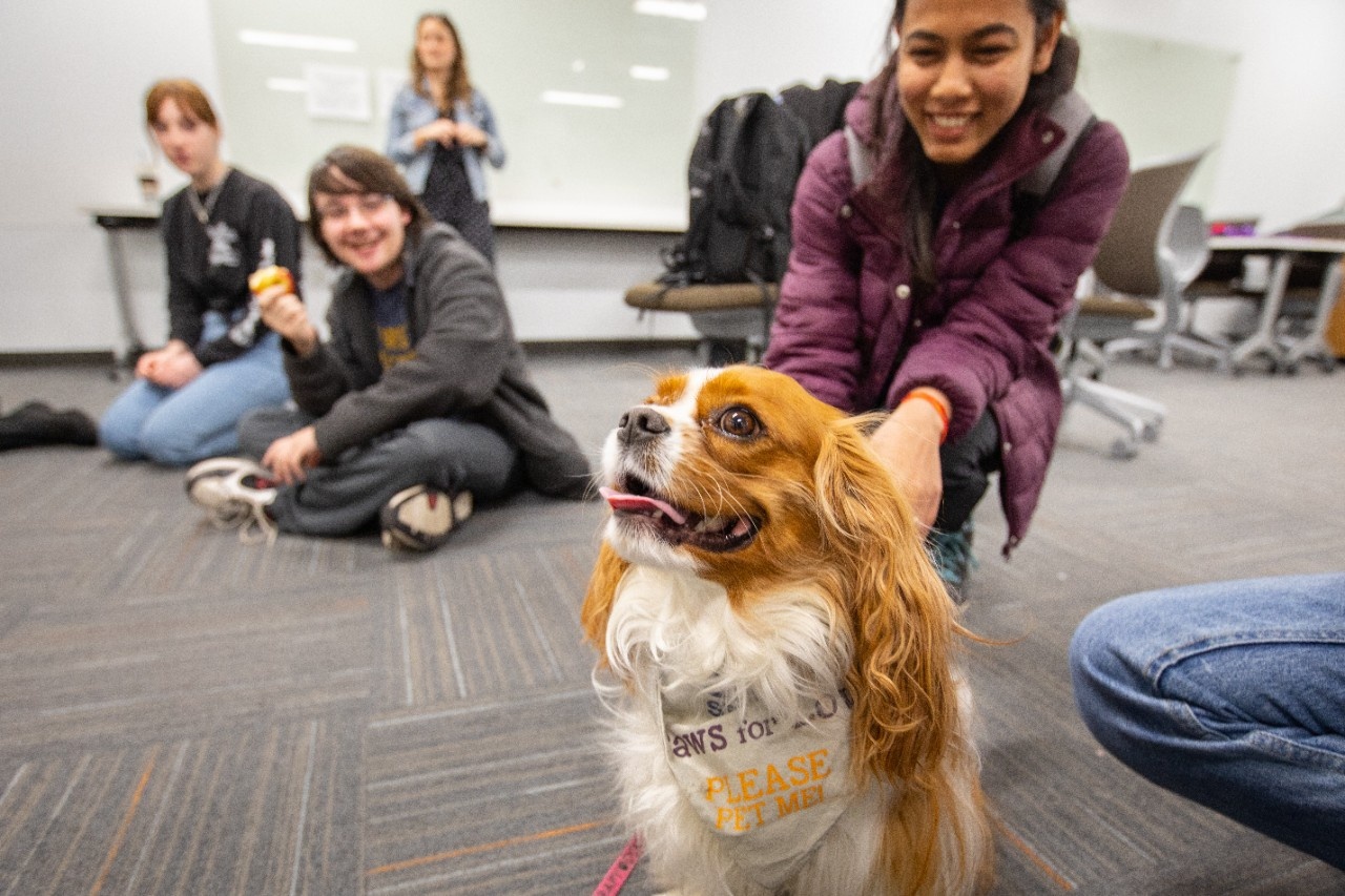 Exploring the Human-Animal Connection Through Social Work - University at  Buffalo