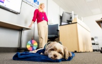 Maxwell the dog in a social work classroom. 