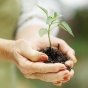 Plant growing in woman's hand. 