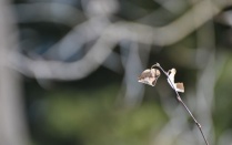 Zoom image: A stick with two leaves in front of a blurry background
