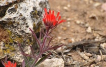 Zoom image: Red flower growing in a rocky background