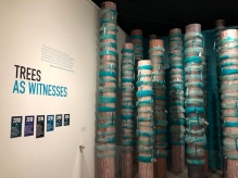 Trees with teal ribbons tied around them representing survivors of sexual violence in the memorial exhibition located in MSU's museum. 